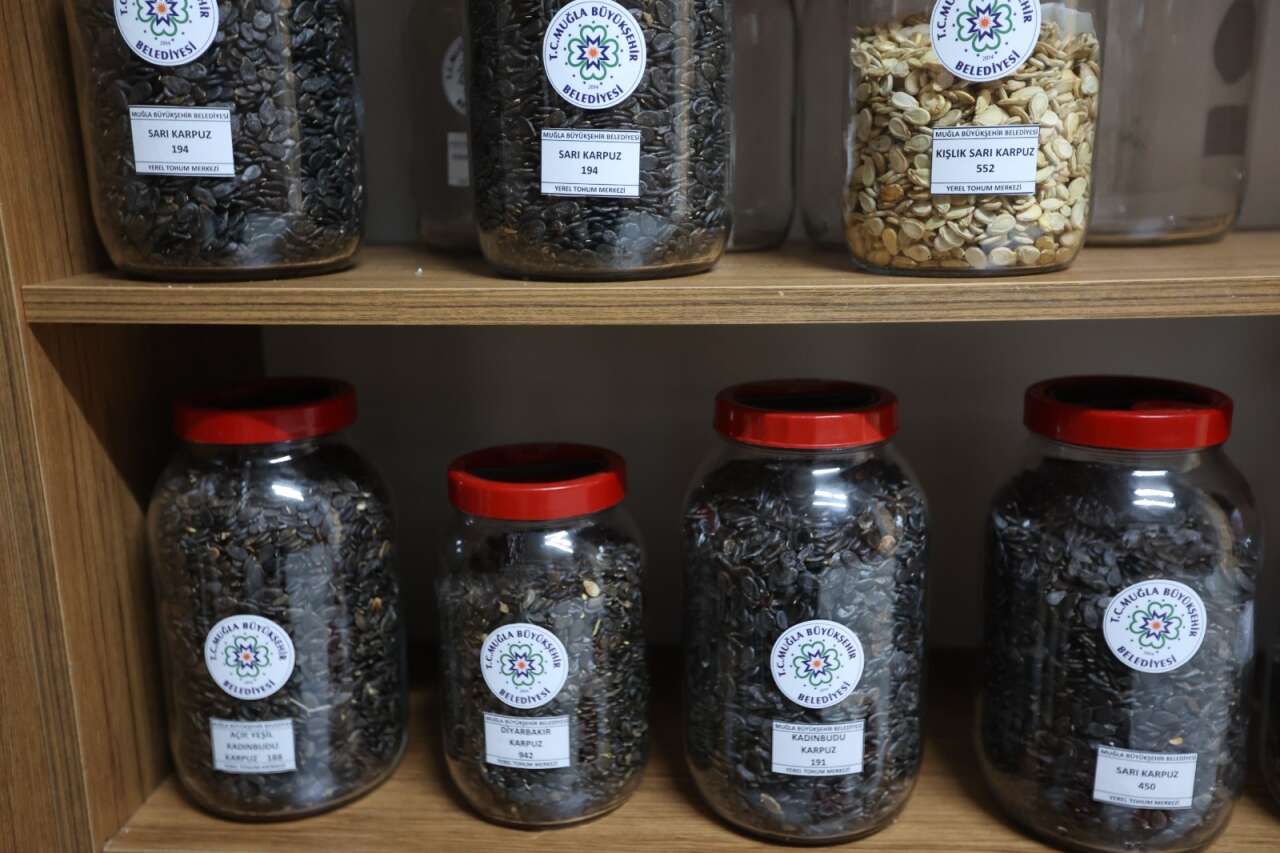 Muğla’nın Ata Tohumları Ülke Toprakları ile Buluşmaya Devam Ediyor 3